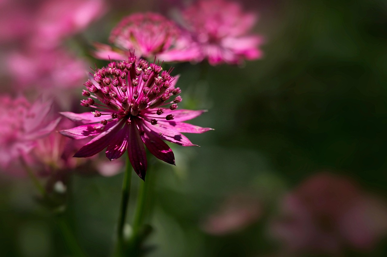 Flower delivery apps with same-day in major cities
