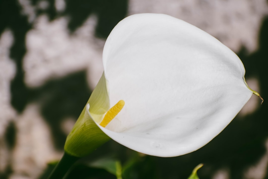 What makes calla lilies so popular with florists