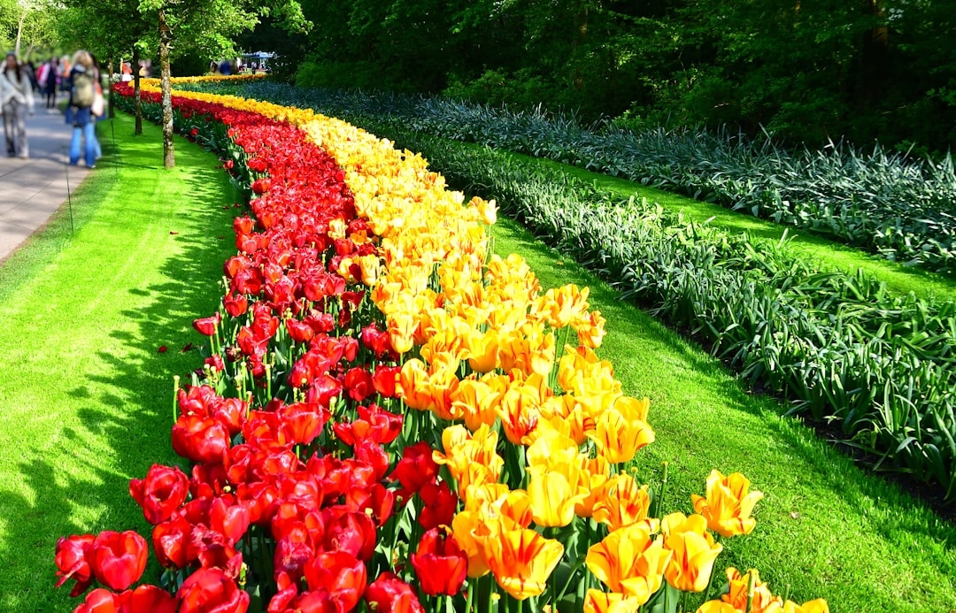 Complete guide to attending Tulip Time Holland MI