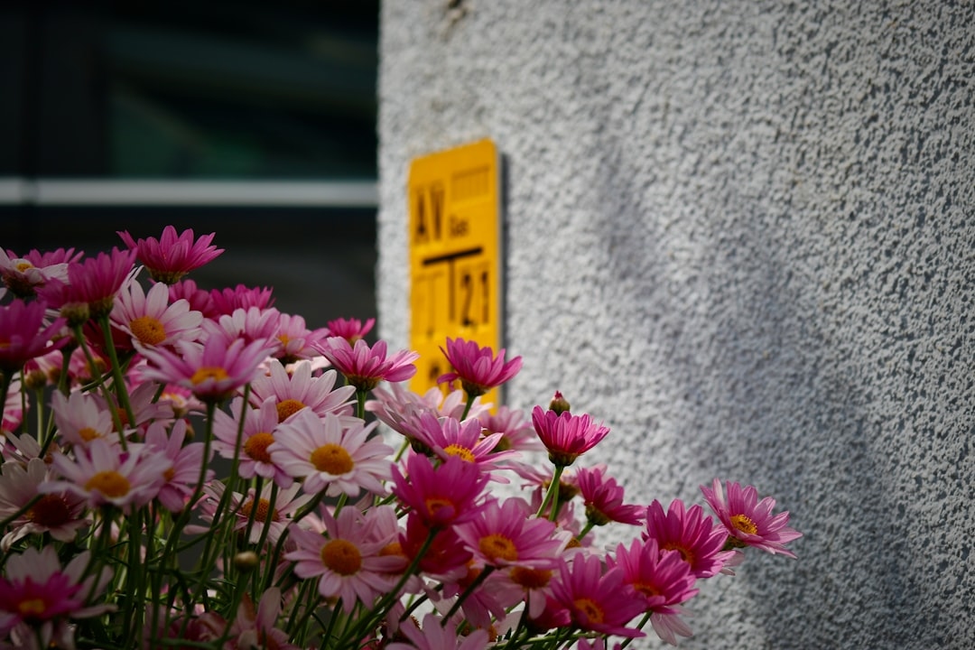 Flowers for hospital ICU – allowed list