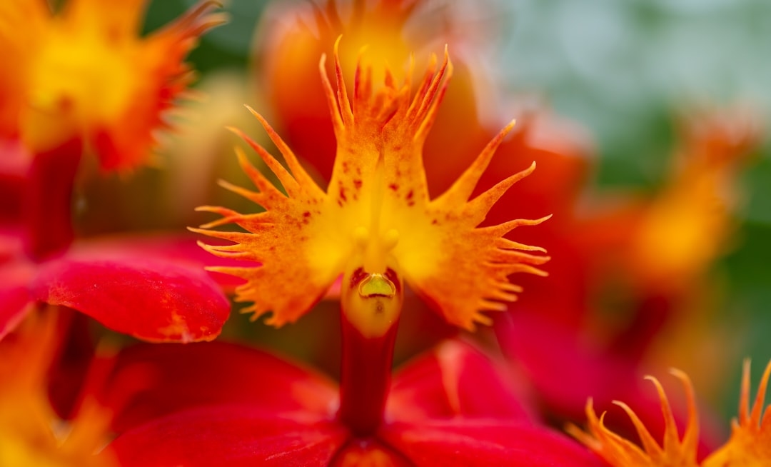 Monkey face orchid and other wild lookalikes