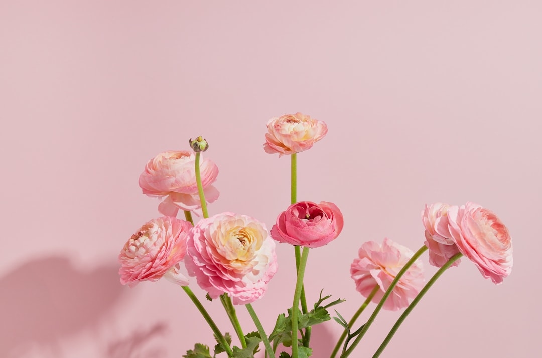 What makes ranunculus so popular with florists