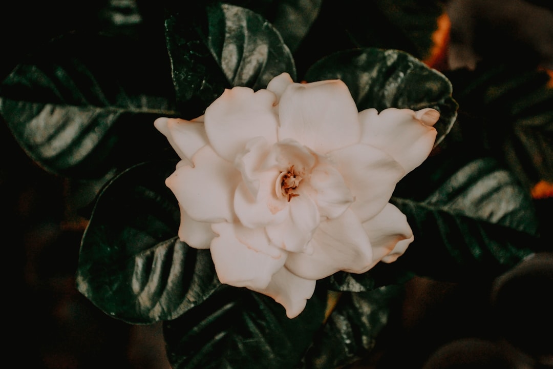 What makes gardenias so popular with florists