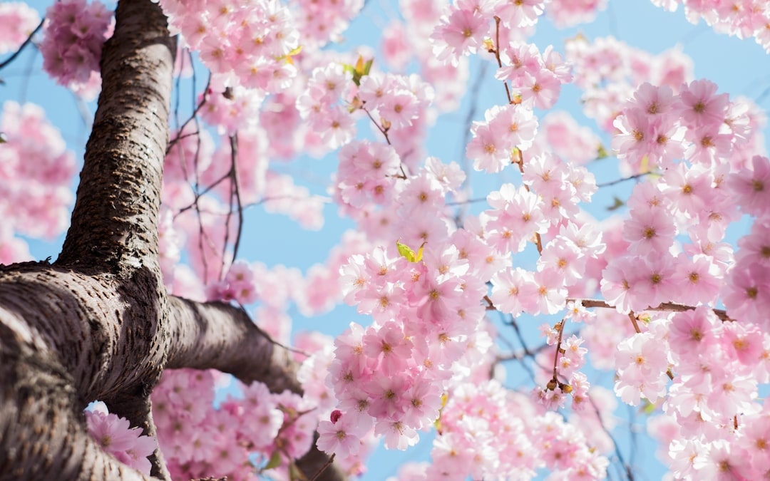 Why cherry blossoms matter so much in Japan