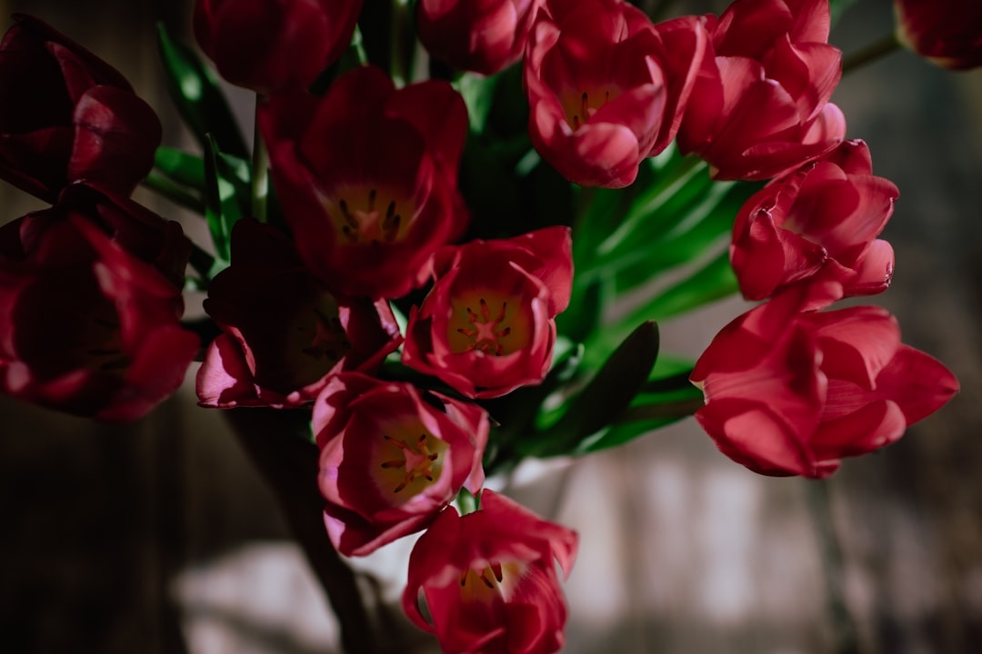 Why some flowers open more after cutting