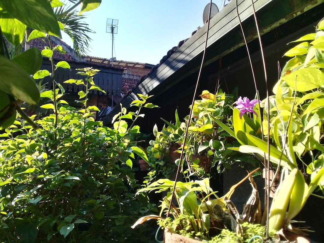 Micro flower farming in a backyard