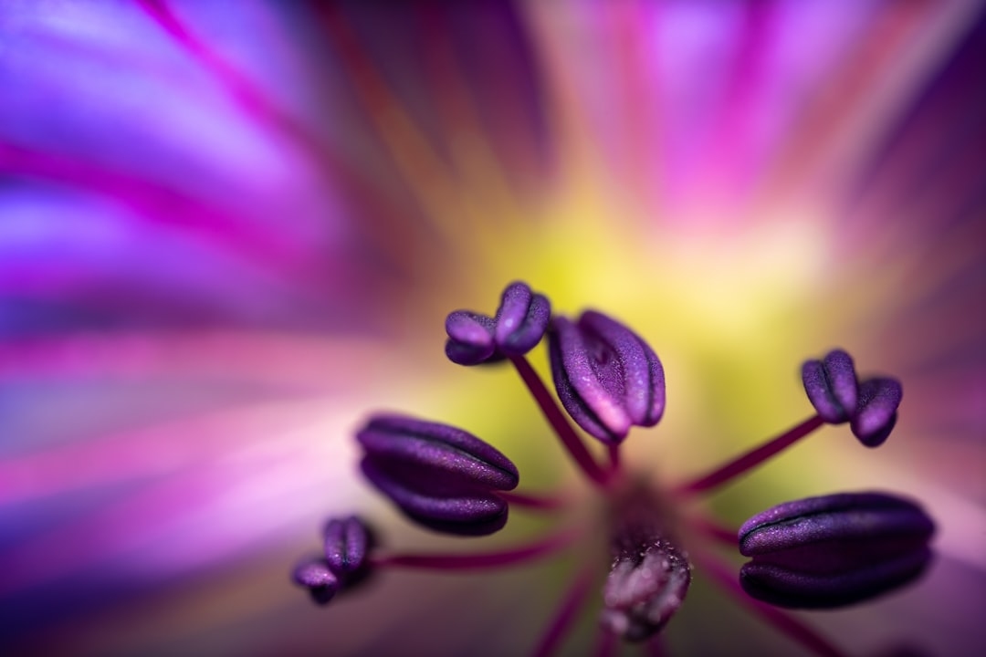 Macro flower photography lens guide