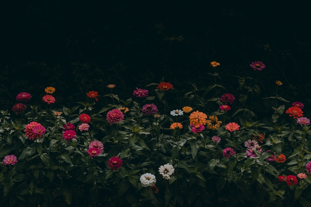 Flowers that close at night