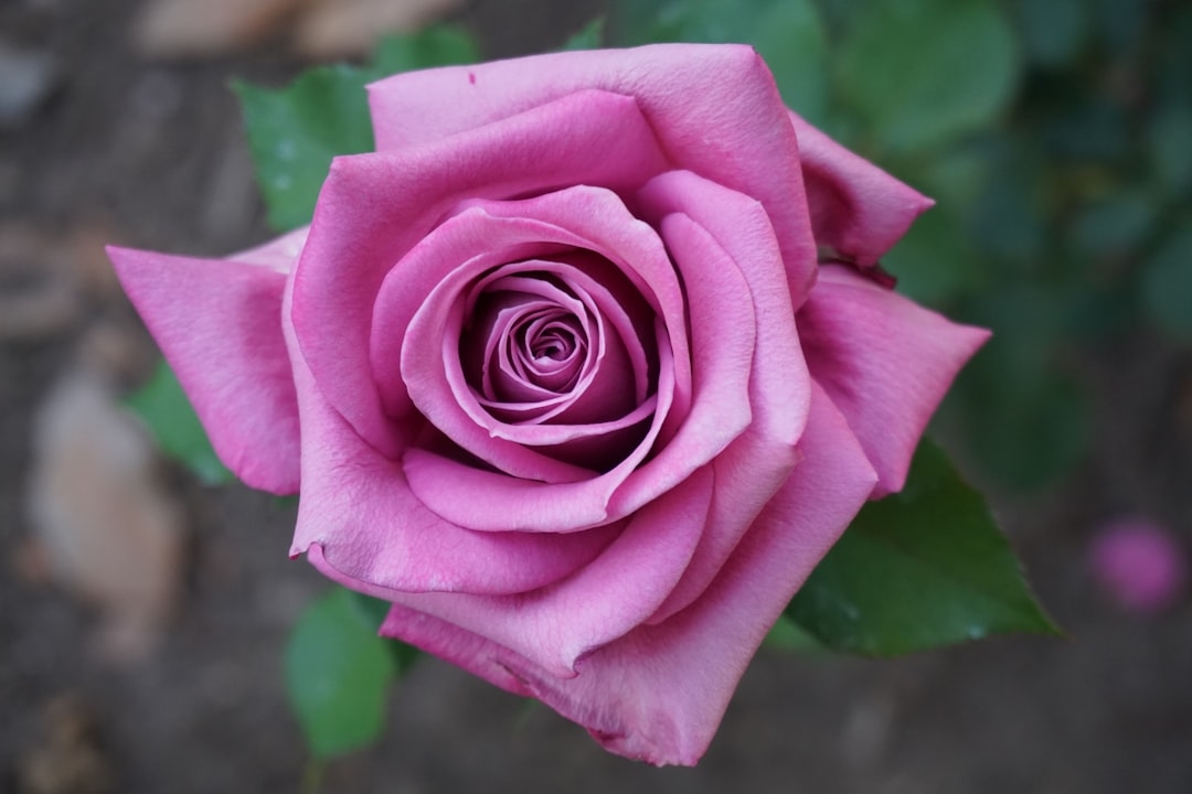 Pasadena Rose Parade flower facts