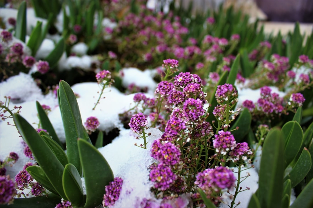 Locally-grown flowers in winter – is it possible