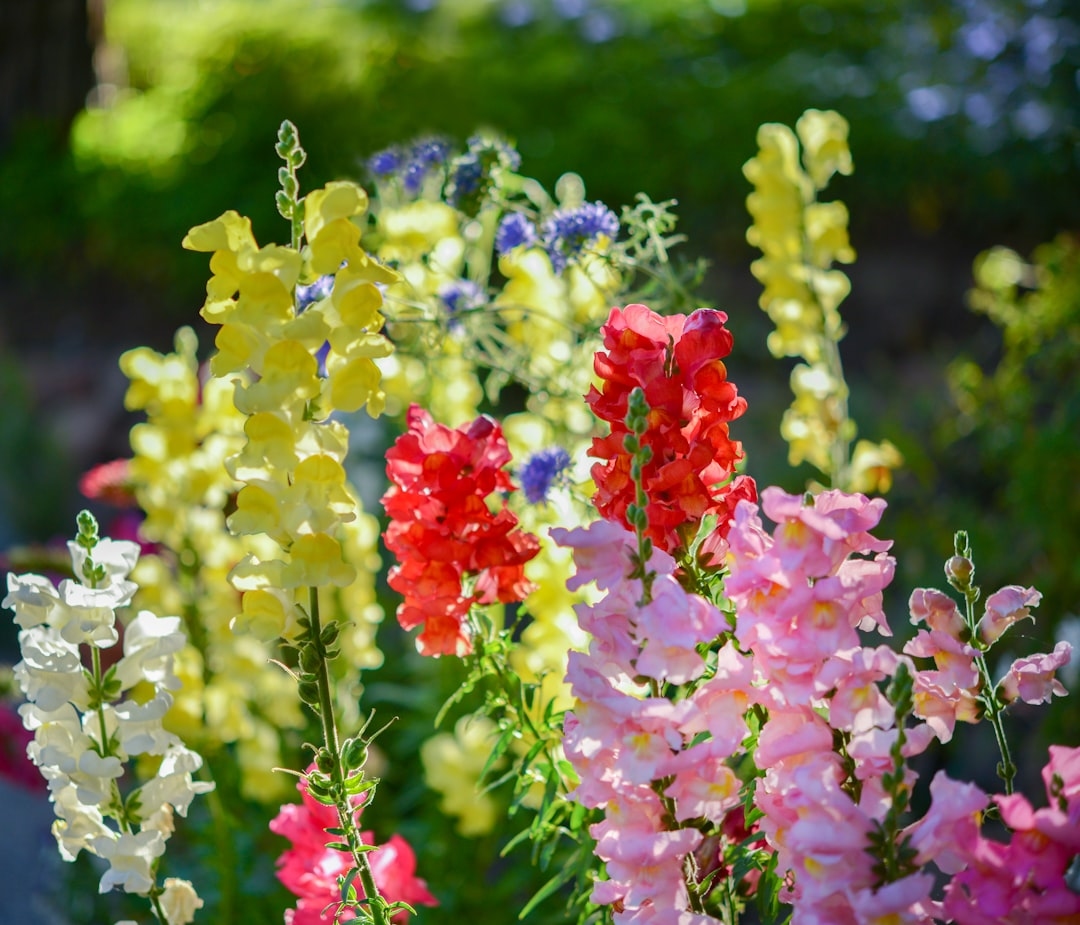 What makes snapdragons so popular with florists